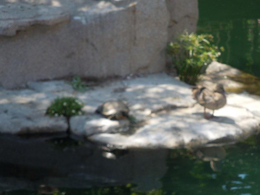 Disneyland Castle Picture